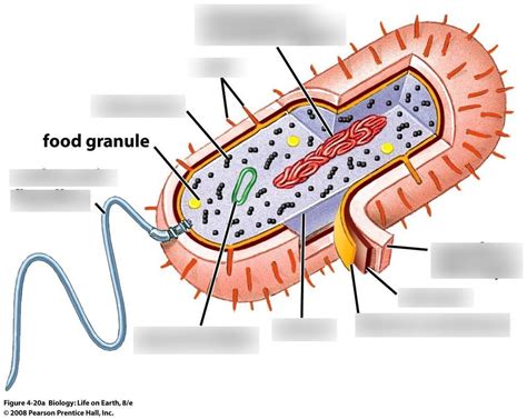 Prokaryotic Cell Diagram Diagram | Quizlet