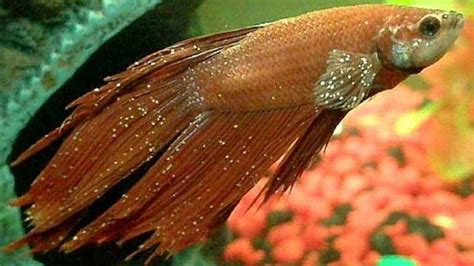 Betta Fish Ick and Parasite - Symptoms, and Treatment