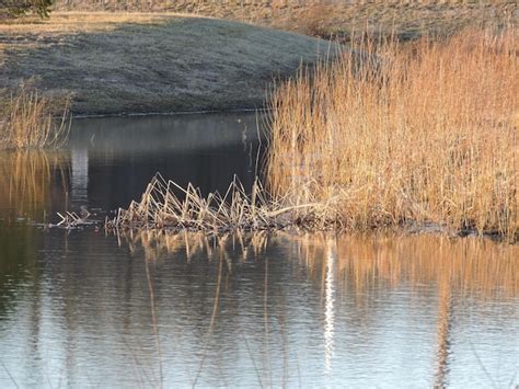 Premium Photo | Reflection of tree in lake