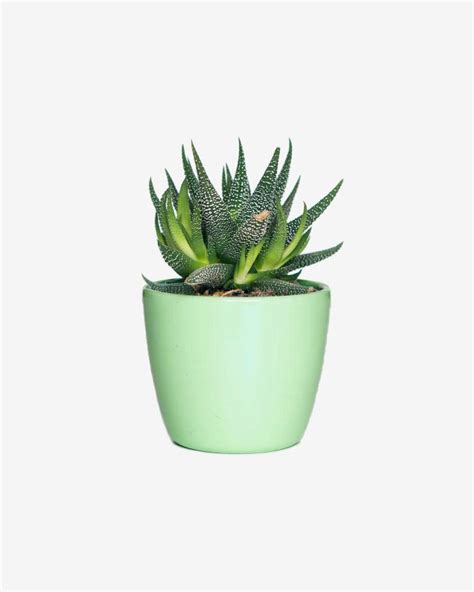 Ceramic Flower Pot – Heim