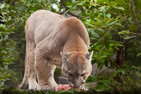 Cougars: Diet, Lifestyle, Habitat in Arkansas – Nature Blog Network