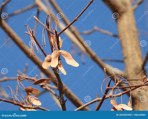 The Seed of Acer Truncatum Bunge Stock Photo - Image of ingot, truncatum: 265302440