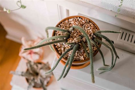 How to Grow and Care for Rat Tail Cactus