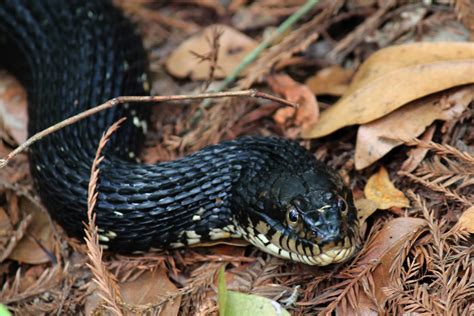 mitcheci photos: Florida: Water Moccasin Snake