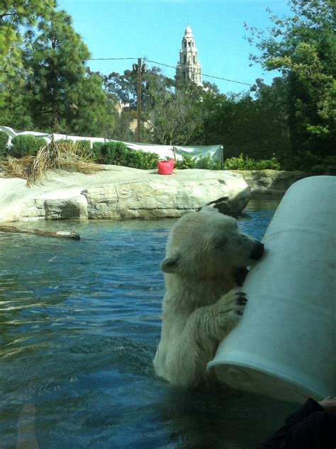 Playful polar bear at the San Diego Zoo. | San diego zoo, Polar bear, Polar