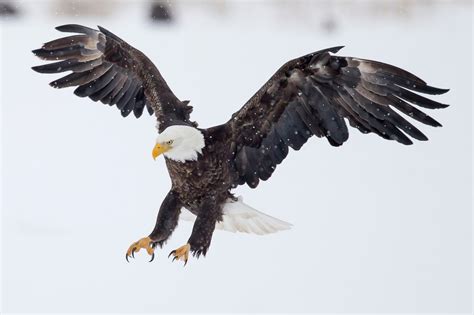 40 Incredible Action-Shots – Photographing Birds in Flight Photo Contest Finalists! Blog ...