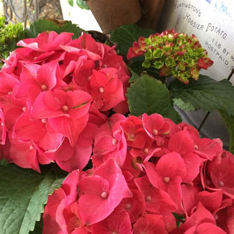 Hydrangea macrophylla 'Magical Ruby Red', Hydrangea Ruby Red in ...