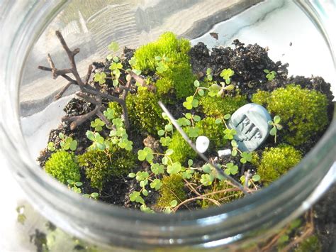 Moss Terrarium · How To Make A Terrarium · Gardening on Cut Out + Keep