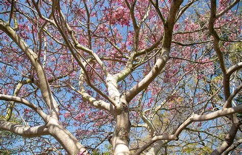 Pink Trumpet Tree | San Diego Zoo Animals & Plants