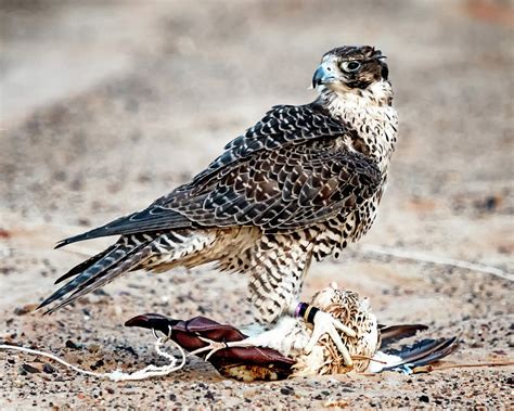 Falcon Hunting Training Photograph by Faris AlAli - Fine Art America