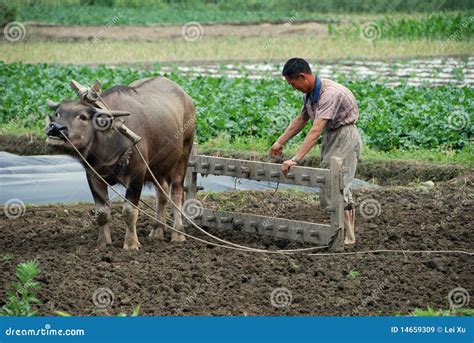 Pengzhou, China: Farmer and Water Buffalo Editorial Stock Image - Image ...