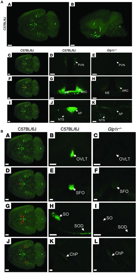 Frontiers | The Discovery and Development of Liraglutide and Semaglutide | Endocrinology