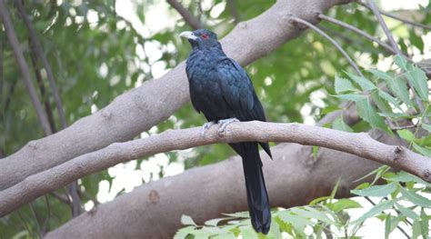 Birds Without Borders: Heard but rarely seen, the Asian koel is a shy ...