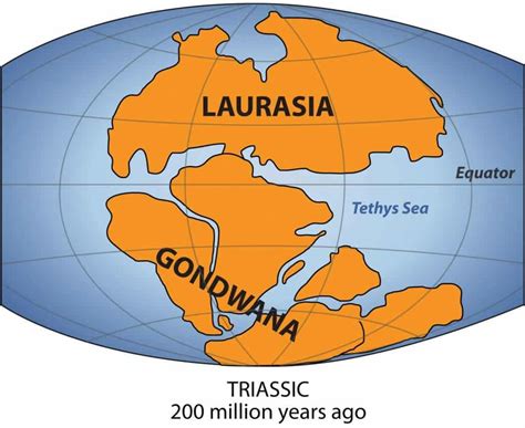 350-million-year-old former inhabitant of Gondwana found