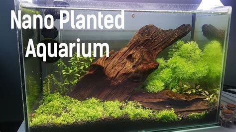 Nano Planted Aquarium - Easy Plants - YouTube