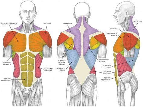 Valerie Winslow | Body anatomy, Muscles of the neck, Body muscle anatomy