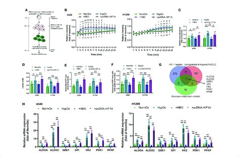 | HBO suppresses the hypoxia-induced Warburg effect in NSCLC cell lines... | Download Scientific ...