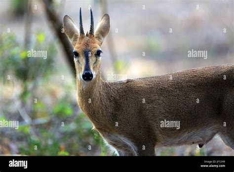 Common Duiker Stock Photos & Common Duiker Stock Images - Alamy