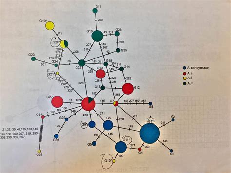 Program to make a haplotype network for a specific gene ~ Bioinformatics ~ AnswerBun.com