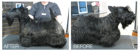 Scottish Terrier Grooming Diagram