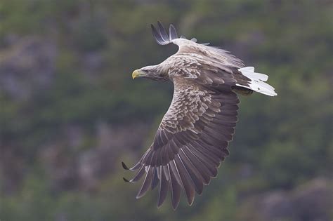 White-tailed Eagle - song / call / voice / sound.