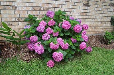 Davy's Louisiana Gardening Blog: Pink Hydrangeas | Planting hydrangeas, Trees to plant, Hydrangea