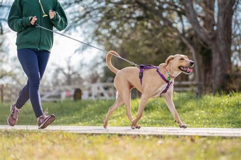 Person Running While Holding the Leash of a Dog · Free Stock Photo