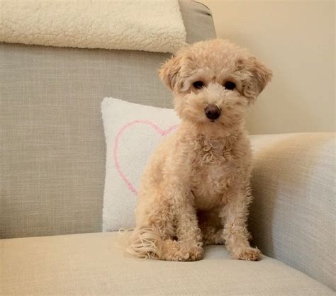 Apricot Adult Poochon