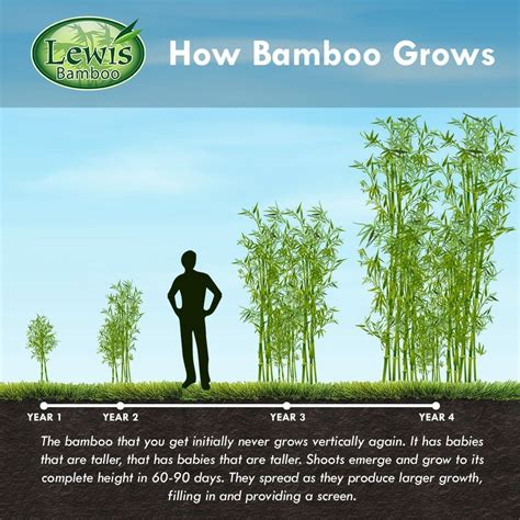 Moso - Lewis Bamboo