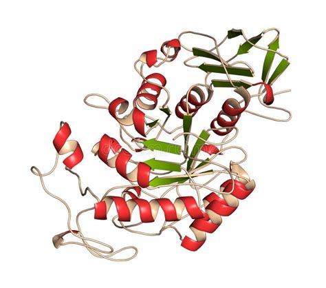 Amylase (human Pancreatic Alpha-amylase) Protein. 3D Illustration ...