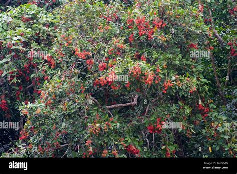 Fruiting Rambutan tree in Malaysia Stock Photo - Alamy