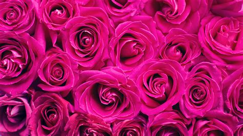 Roses Pink Flowers Spring Background 4K HD Spring Wallpapers | HD Wallpapers | ID #65166