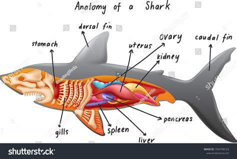 Shark Dissection Diagram