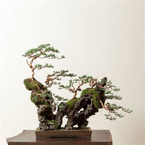 Bonsai Tree for Sale