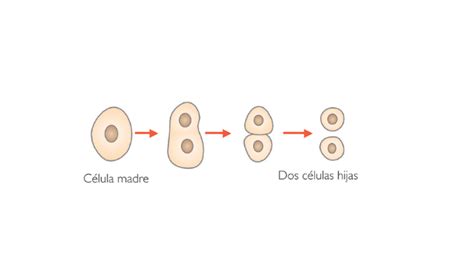 BIPARTICIÓN O FISION BINARIA by JULIAN SERRANO PARRA on Prezi