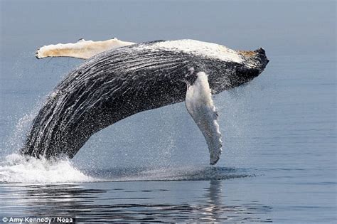 Humpback whales no longer 'endangered' but it could be too soon to ...