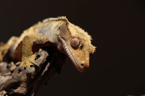 Crested gecko 1080P, 2K, 4K, 5K HD wallpapers free download | Wallpaper ...