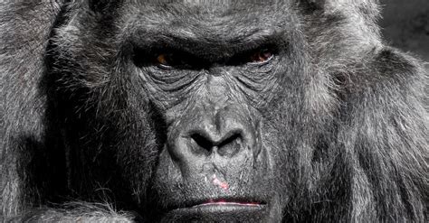 Close Up Photo of Gorilla · Free Stock Photo