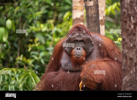 Tanjung Puting Camp Leakey - orangutan Stock Photo - Alamy