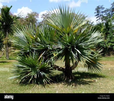 screw pine Stock Photo - Alamy