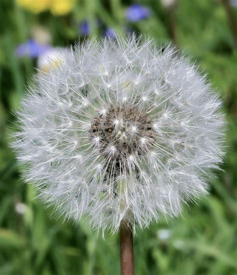 Dandelion Abstract Photography, Flowers Photography, Exotic Flowers ...