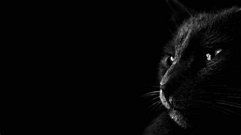 Download Nice Black Cat Photography Wallpaper | Wallpapers.com