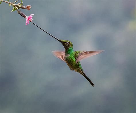 A Sword-billed Hummingbird Photograph by Sheila Xu - Fine Art America