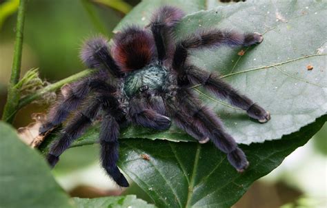 Avicularia-versicolor---Caribena-versicolor---Baumvogelspinne02 | Animal pictures, Animals, Spider