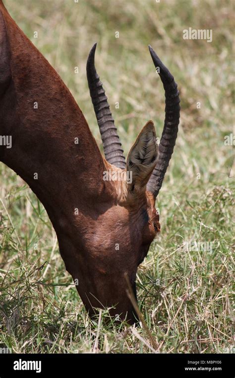 Grazing Topi Antelope in profile Stock Photo - Alamy