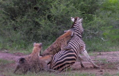 “Nature’s Tragic Symphony: The Bitter Symphony of Life and Death as a ...