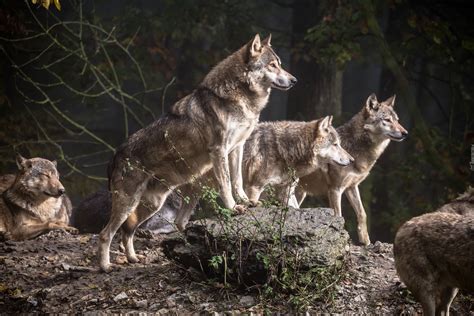 Wilki, Skały- Piękne tapety na Twój pulpit. | Wolf spirit animal, North ...