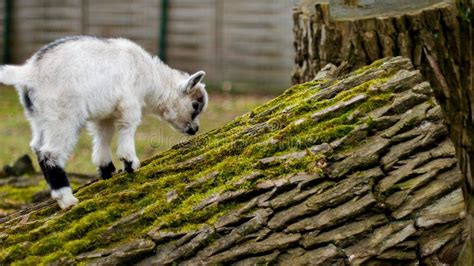 Jumping Baby Goat Kid stock photo. Image of lamb, leap - 12343696