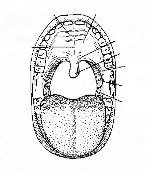 MOUTH Diagram | Quizlet