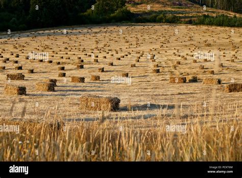 Square hay bales in field Stock Photo - Alamy